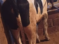 ძროხა, Russian Black pied cattle — ფოტო 3