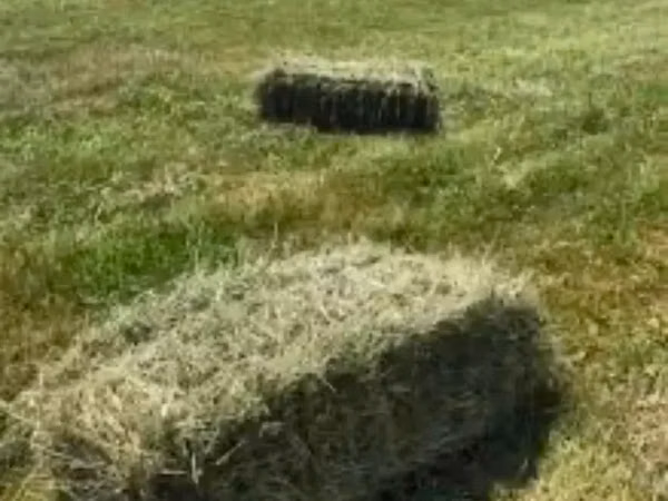 Արվույտ, յոնջա, տուկ, խոտ