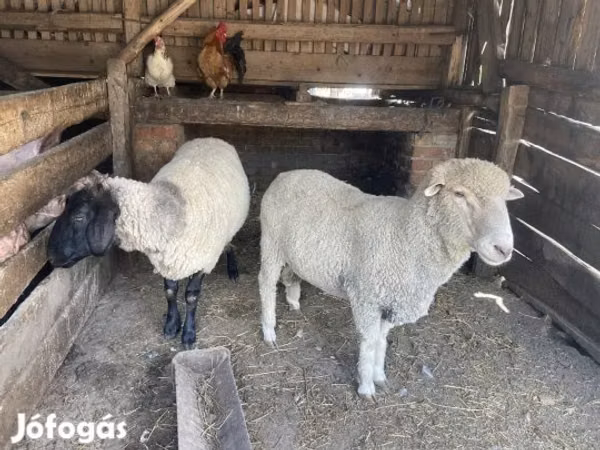 Ram, Merino sheep