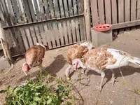 Turkeys — 写真 3