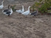 Geese — Foto 8