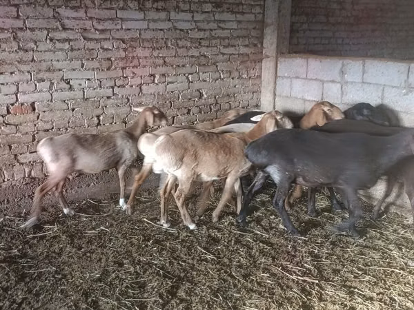 ცხვარი, Tian-Shan semifinewool sheep