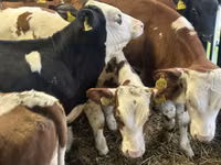 牛只（批次，未指定性别）, Cattle — 照片 5