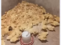 Niemiecki Pekin — zdjęcie 3