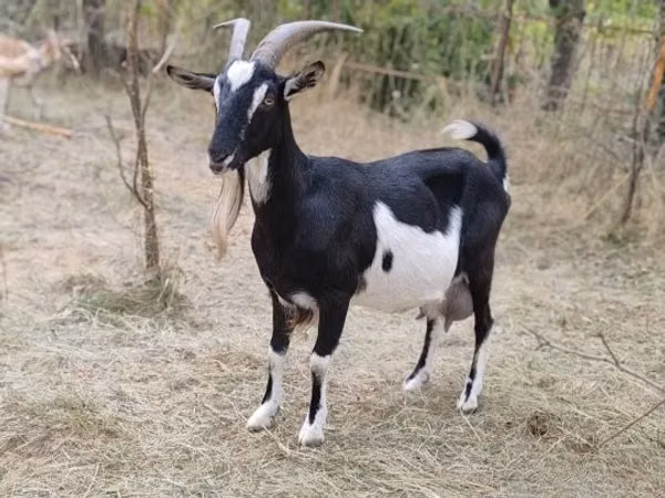 Keçi, Toggenburg goat