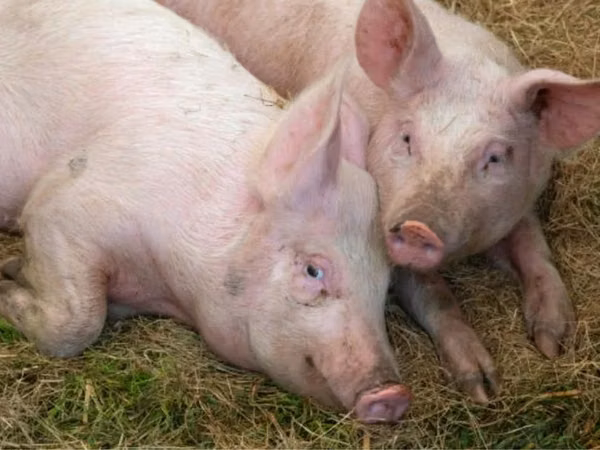 Porcs (lot, sexe non indiqué), 