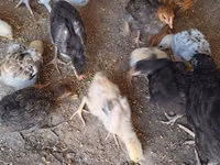 Chickens — الصورة 2