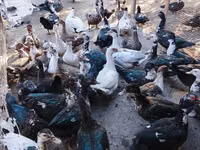 Evcil Misk ördeği — foto 4