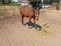 母马, Kyrgyz Horse — 照片 3