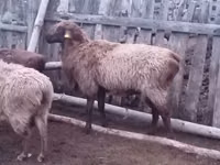 Beran, Edilbay sheep — foto 2