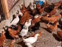 Chickens — Foto 6