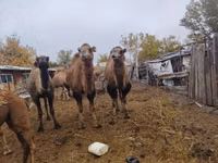 Tuya lar (partiya, jinsi ko‘rsatilmagan), Nar-Maya camel — 1-rasm