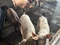 Locha, Świnie — zdjęcie 1