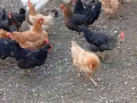 Chickens — foto 4
