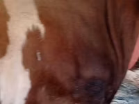 Bulle, Simmental cattle — Foto 3