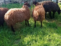 公山羊, Goats — 照片 3