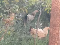 Chickens — zdjęcie 6