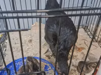 Gallinas Shamo — foto 7