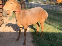 Schaf, Arashan sheep — Foto 2