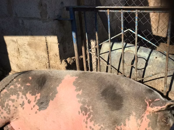 Eber, Schweine