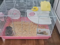 Cırtdan hamsterlər və tam avadanlıqlı qəfəs dəsti 2 qəfəs böyük və — photo 2