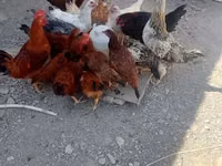 Chickens — zdjęcie 4