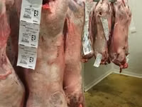 Carneiro, Beltex sheep — foto 2