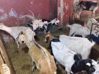 Ziegen (Partie, Geschlecht nicht angegeben), Ziegen — Foto 7