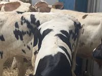 Skot (série, pohlaví neuvedeno), Simmental cattle — foto 5
