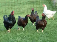 Chickens — 写真 1