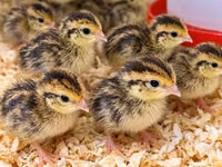 Quails — الصورة 1