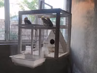 Nimfa (Cockatiel) tutuquşuları və quşlar üçün geniş qəfəs dəsti — foto 3