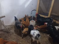 Chickens — 写真 2