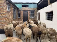 Widder, Rhon sheep — Foto 4