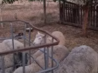 Qoç, Cerry Hill sheep — foto 6