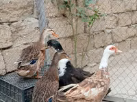 Ducks — الصورة 2