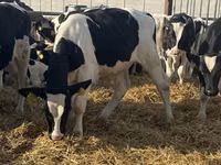 Byk, Russian Black pied cattle — zdjęcie 5
