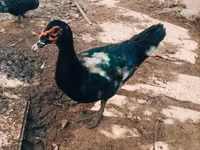 Ducks — zdjęcie 4