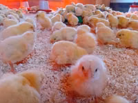 Chickens — फ़ोटो 2