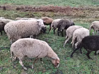 Qoyun, Assaf sheep — foto 1
