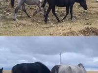 Kůň, Kazakh horse — foto 3