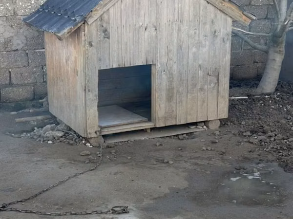 Taxta it evi - Material: qalın taxta karkas, üzəri taxta lövhələr -