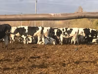 Vaca, Raza Holstein — foto 1