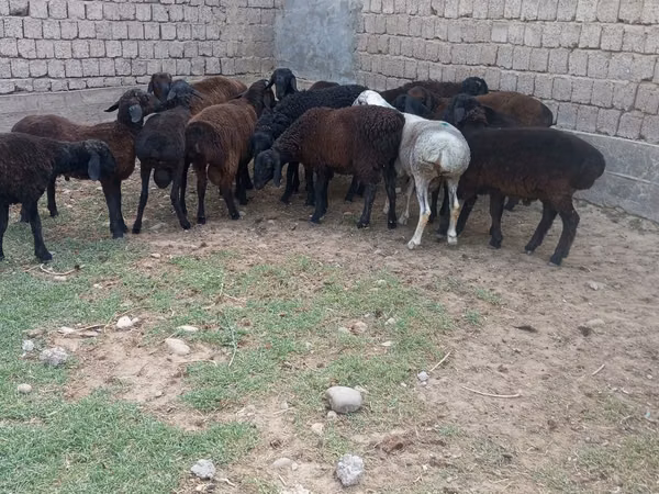 Koç, Hissar sheep