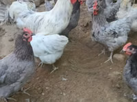 Australorp — zdjęcie 1
