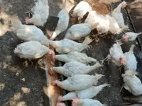 Chickens — புகைப்படம் 3