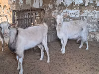 பெண் வெள்ளாடு, Russian White goat — புகைப்படம் 2
