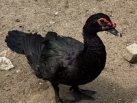 Ducks — foto 1