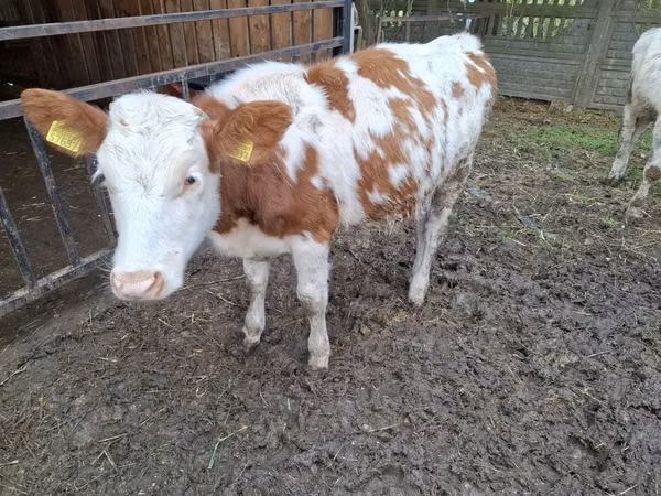 Krava, Simmental cattle