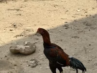 Chickens — zdjęcie 5